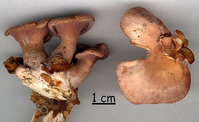 Lentinus conchatus